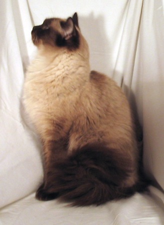 Ragdoll Cat Colors